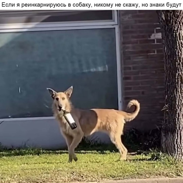 картинка fef5b37c9f 21253857