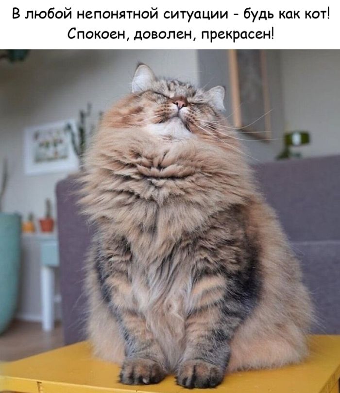 картинка 176f4fd9ce pereryv na porciju memov i luchshih kommentov iz seti 7