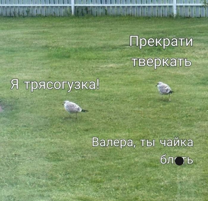 картинка 636b8ed444 svezhaja porcija pozitiva takoj koncentrirovannoj dozy ulybok ne vydajut dazhe v spa salonah 11