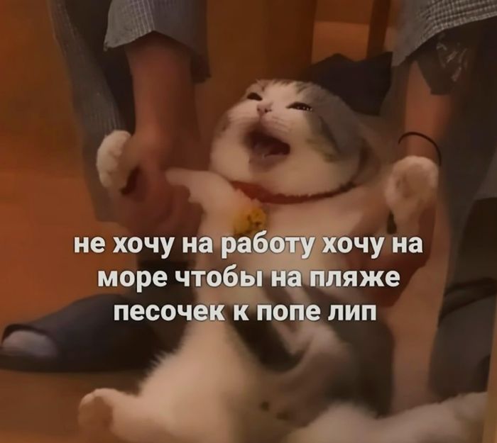Мемы, которые спасают день станет, хочется, любимые, веселее, маленькая, пятница, совсем, близкоЛистайте, подборку, выбирайте, самые, удачные, кадры, сохраняйте, пересылайте, обязательно, чуточку, самому, другу, понятно